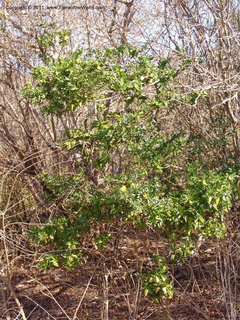 Diospyros aculeata, ZRogers1082--Madagascar. Ankorikakely Vil., Rd  to Sakalava Bay. 4 Nov 06. 033 (6).jpg