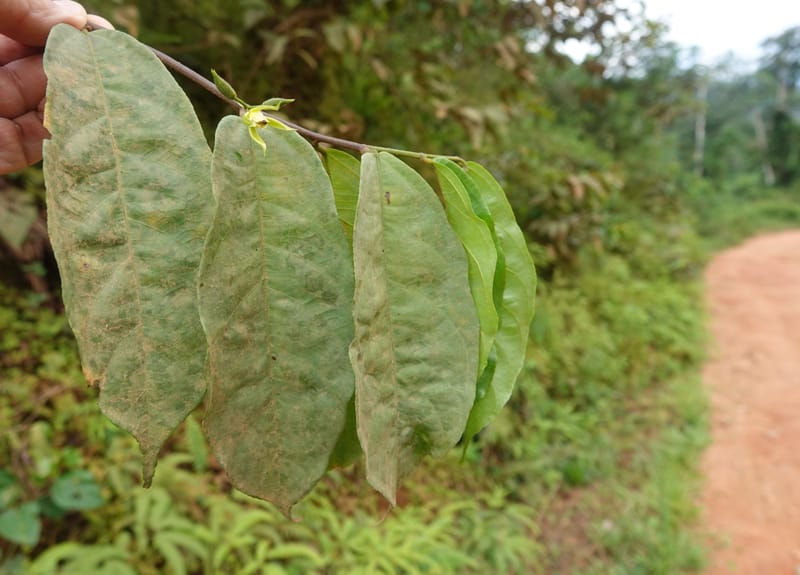 Grewia, C. Davidson 14070--Gabon. Maurel and Prom Rd. 24 Oct 2019. DSC02146 (25).JPG
