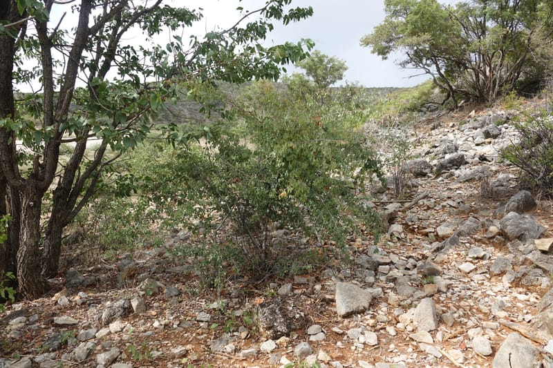 Ximenia americana, Nanyeni 1210--Namibia. C43 S of Opuwo. Odom 76. 21 Mar 2018. DSC02429 (91).JPG