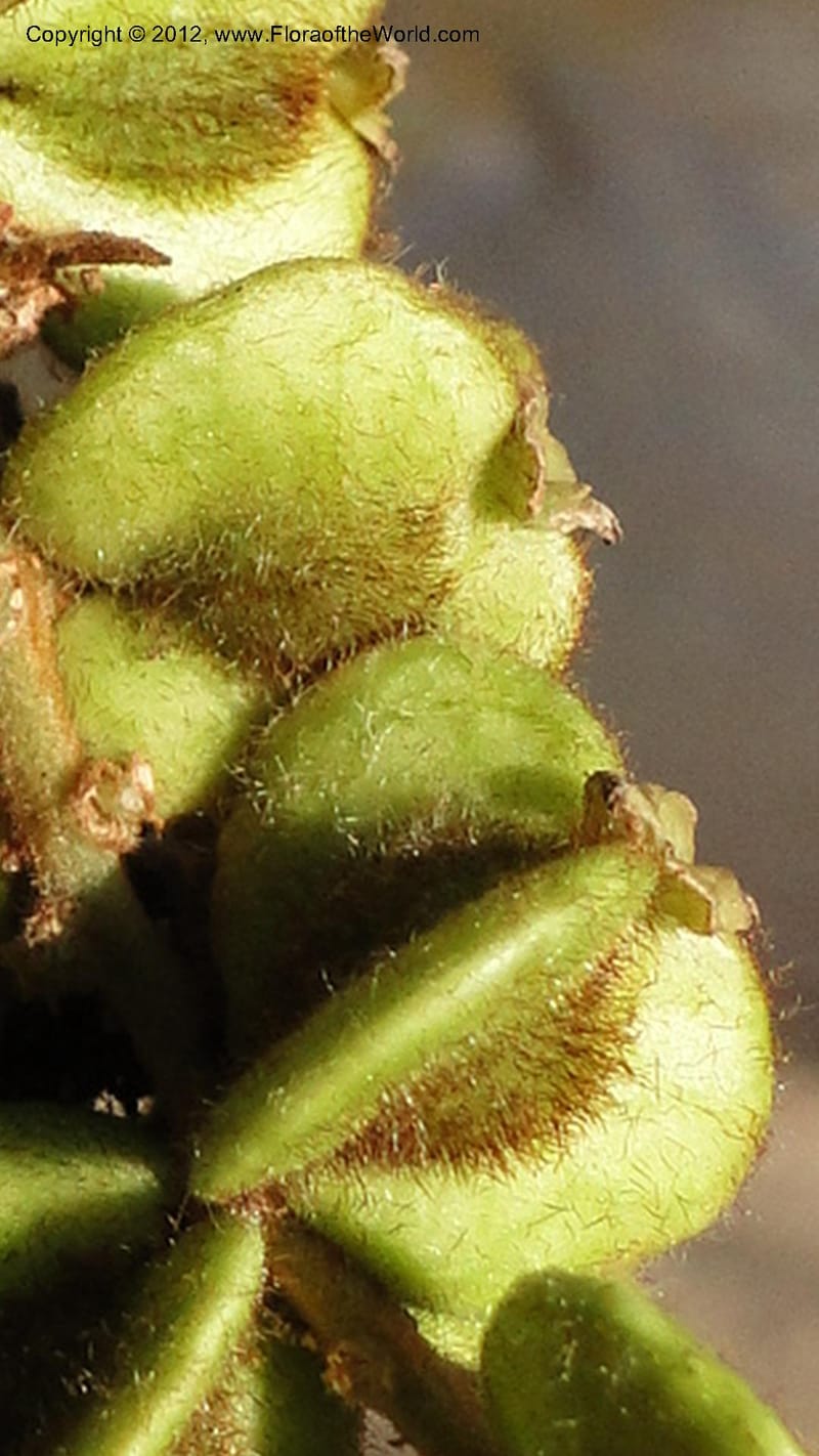 Gouania mauritiana, N. Manjato 155--Madagascar. Mania River. 1 May 2010 076 (4).jpg