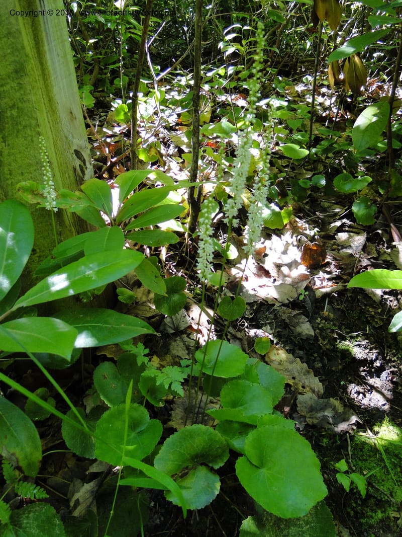 Galax aphylla, Not collected, USA, No. Carolina, Stokes County, Hanging Rock State Park, 26 May 2010 (1).JPG