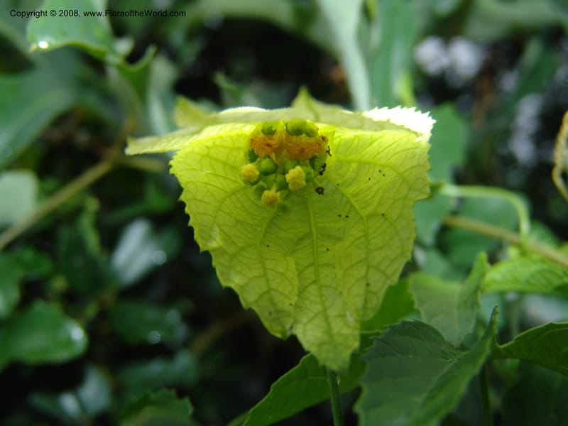 Dalechampia capensis--So.Africa. E. Cape. Umtiza Nature Res.. 7 Mch 05. 002.jpg