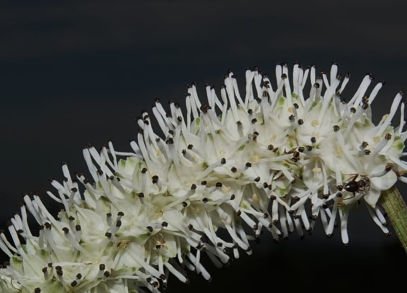 Sanguisorba tenuifolia--Japan. Hokkaido. Sarobetsu. 4 Aug 2016. DSC00970 (118).JPG