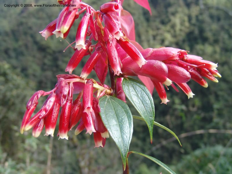 Cavendishia, Croat93262--Ecuador. Prov. Pichincha. Old hwy Quito to Sto. Domingo. 12 Aug 04. 103.jpg