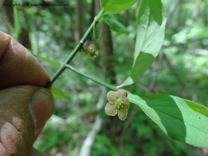 Euonymus obovatus, Davidson, C 12987--North Carolina. Clay Co. Perry Gap Rd, Barnard's Cr. 13 May 2015. DSC04860 (212).JPG