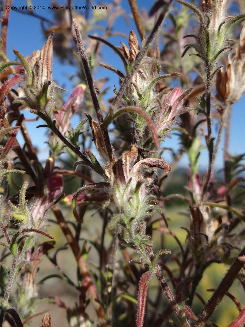 Cordylanthus capitatus, Davidson, C 12234--ID. Ada County. Idaho Bird Observ. Lucky Peak. 16 Sep 2013. DSC07497 (14).JPG