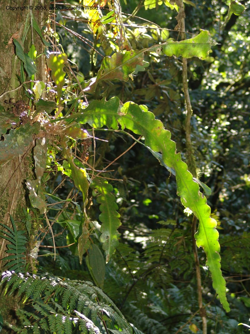 Epiphyllum crenatum, N.Martinez559--MX. Chiapas. Res. Biosf. El Triunfo. Sendero Cipresal. 9 Nov 04. 339.jpg