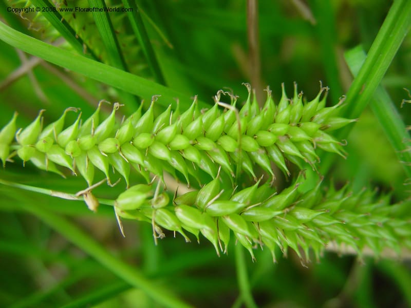 Carex vesicaria--France. Paris. Jardin des Plantes. 30 May 03. 054.jpg