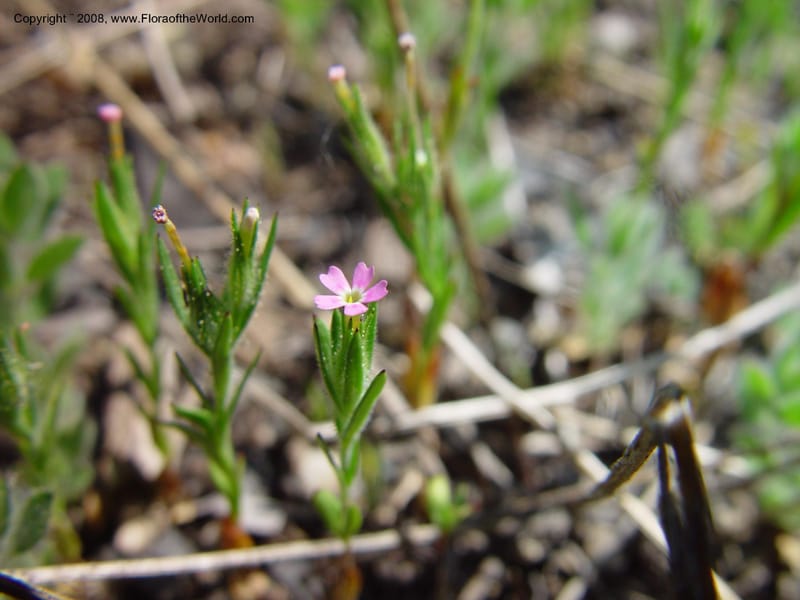 Microsteris gracilis, CDavidson10982--ID. Valley Co. Payette Lake. 12 Jun 03. 048.jpg