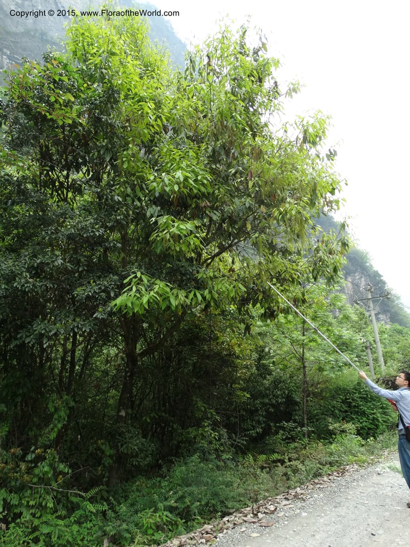 Quercus, Boufford, D 43691--China. Sichuan. LongDongZhen on Rd. to LeiYuan Shan. 13 May 2014. DSC05860 (119).JPG
