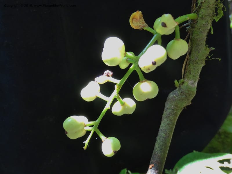 Lepisanthes, Buerki, S 348--Sabah. Danum Valley. 4 Oct 2014. DSC01741 (146).JPG