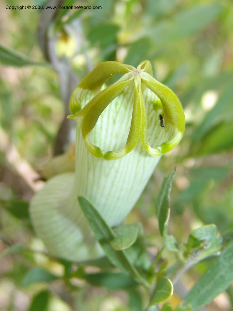 Ceropegia ampliata--So.Africa. Mpumal. twd Steelpoort.16 Mch 05. 510.jpg