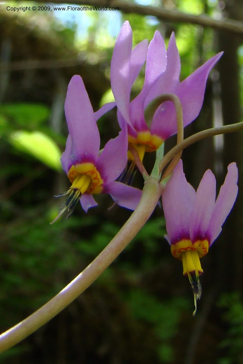Dodecatheon pulchellum, C. Davidson 11351--ID. Idaho Co. Salmon River Rd. 17 May 09. 220.jpg