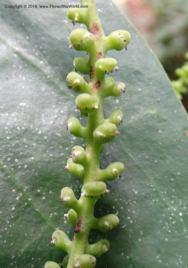 Piper, Davidson, C 12675--Sabah. Danum Valley. 4 Oct 2014. DSC01741 (241).JPG