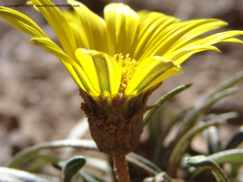Gazania krebsiana--So.Africa. E. Cape. Joubert's Pass, SE of Lady Gray. 9 Mch 05. 086.jpg