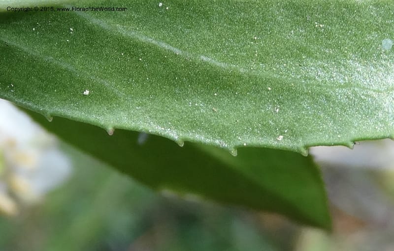 Chimaphila menziesii, Davidson, C 12632--ID. Idaho Co. Seven Devils Campground. 11 Aug 2014. DSC00412 (79).JPG