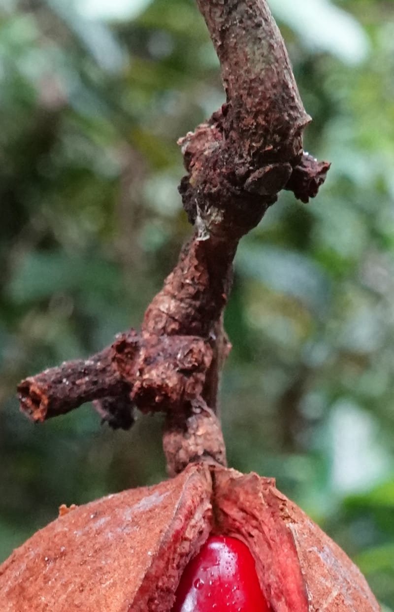 Staudtia gabonensis, C. Davidson 13939--Gabon. Maurel & Prom Oil Rd. 2 Nov. 2018. DSC01376 (255).JPG