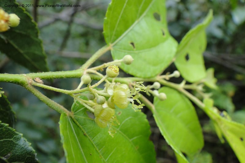 Guazuma ulmifolia, W. D. Stevens 31172--Paraguay. Edo. Concepcion. Garay Cue. 19 Mar 2011. 345 (28).jpg