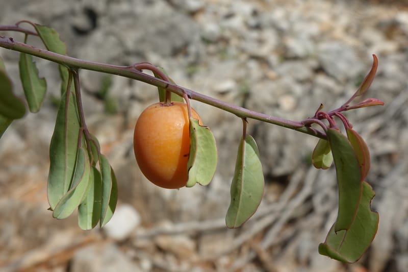 Ximenia americana, Nanyeni 1210--Namibia. C43 S of Opuwo. Odom 76. 21 Mar 2018. DSC02429 (93).JPG