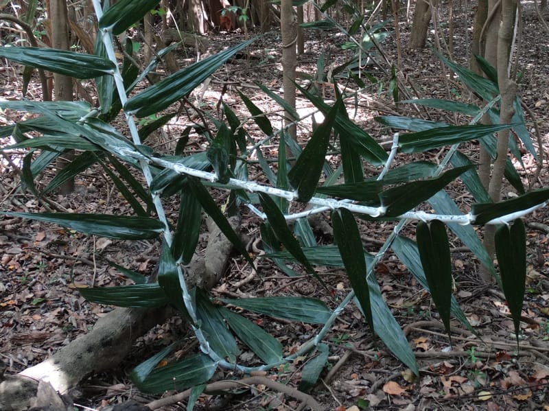 Flagellaria, Callmander, M 1254--New Caledonia. Nehoue Forest. 17 Nov 2015. DSC03041 (214).JPG