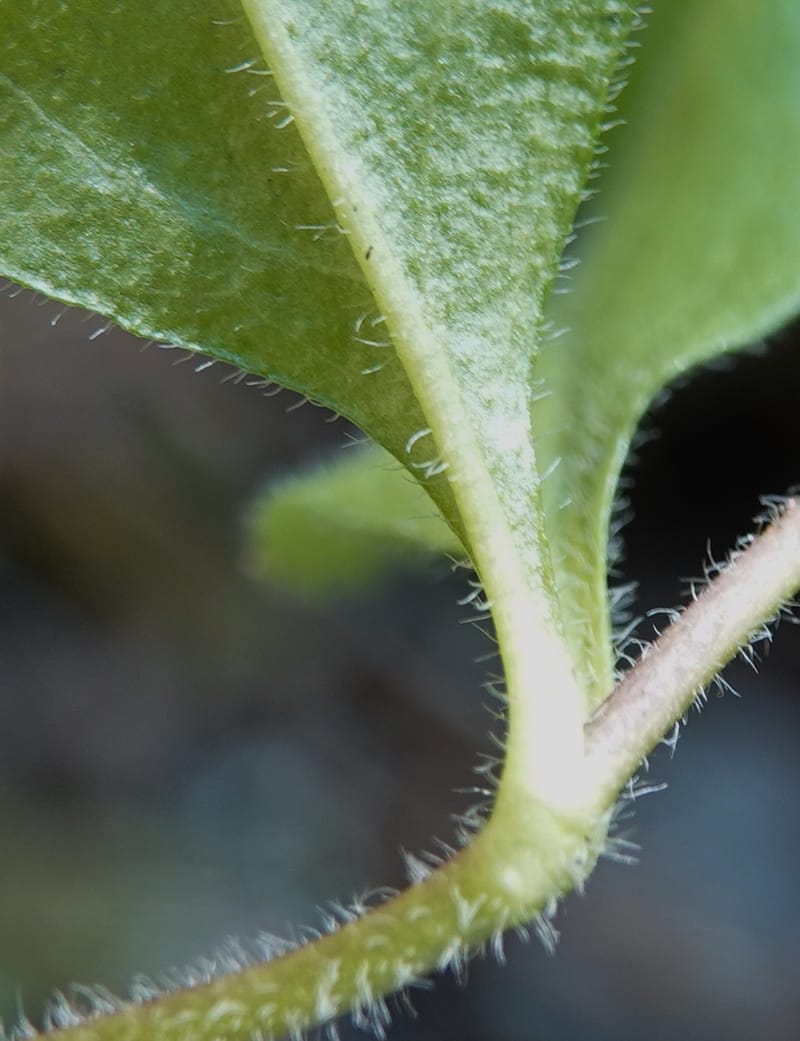 Veronica officinalis, C. Davidson 13799--ID. Latah Co. FSR 447. 7 Jul 2018. DSC05707 (140).JPG