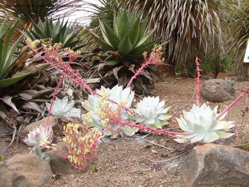 Dudleya brittonii, 92.0424--CA. UC Berkeley Bot. Garden. 31 May 07. 351.jpg