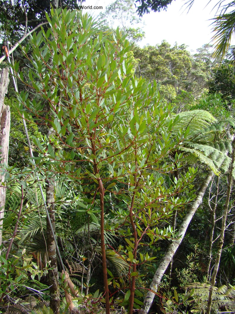 Ascarina rubricaulis, JMunzinger4846--New Caledonia. Plateau de Dogny. 19 Nov 07. 125.jpg