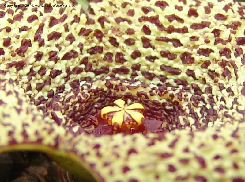 Orbea verrucosa--So.Africa. E. Cape. Kap Riv. Nat. Res. 7 Mch 05. 063a.jpg