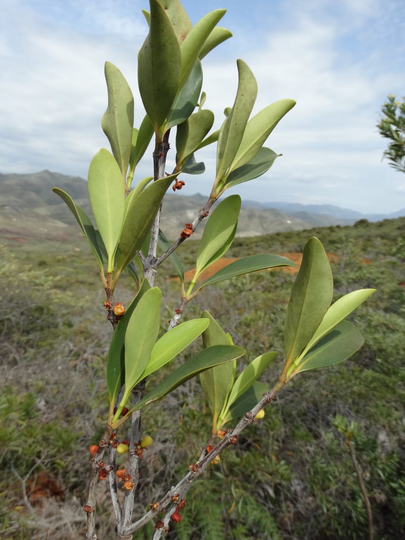 Garcinia, Munzinger, J 7454--New Caledonia. Tiebaghi. 17 Nov 2015. DSC03437 (98).JPG