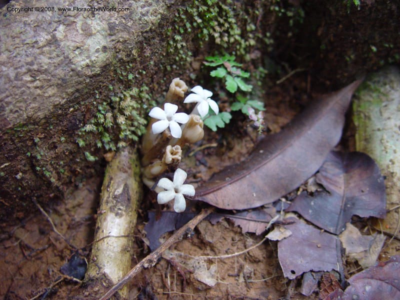 Voyria, ETepe614--Fr. Guiana. Matoury Mts, near Cayenne. 21 Mch 02. 002.jpg