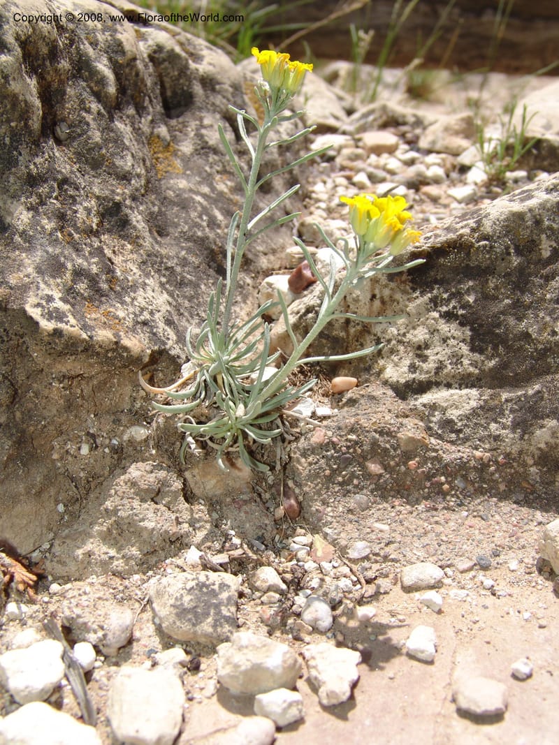 Erysimum capitatum, CDavidson11032--AZ. Coconino Co. Walnut Canyon Nat. Mon. 15 May 06. 061.jpg