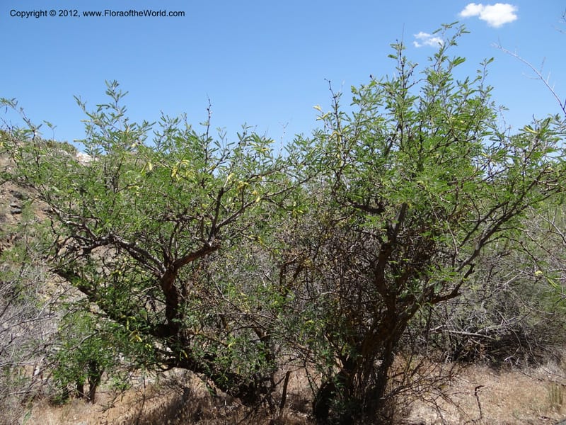 Prosopis glandulosa, Davidson, C 11938--AZ. Yavapai Co. Crown King Rd. 7 May 2012. DSC0894 1 (13).JPG