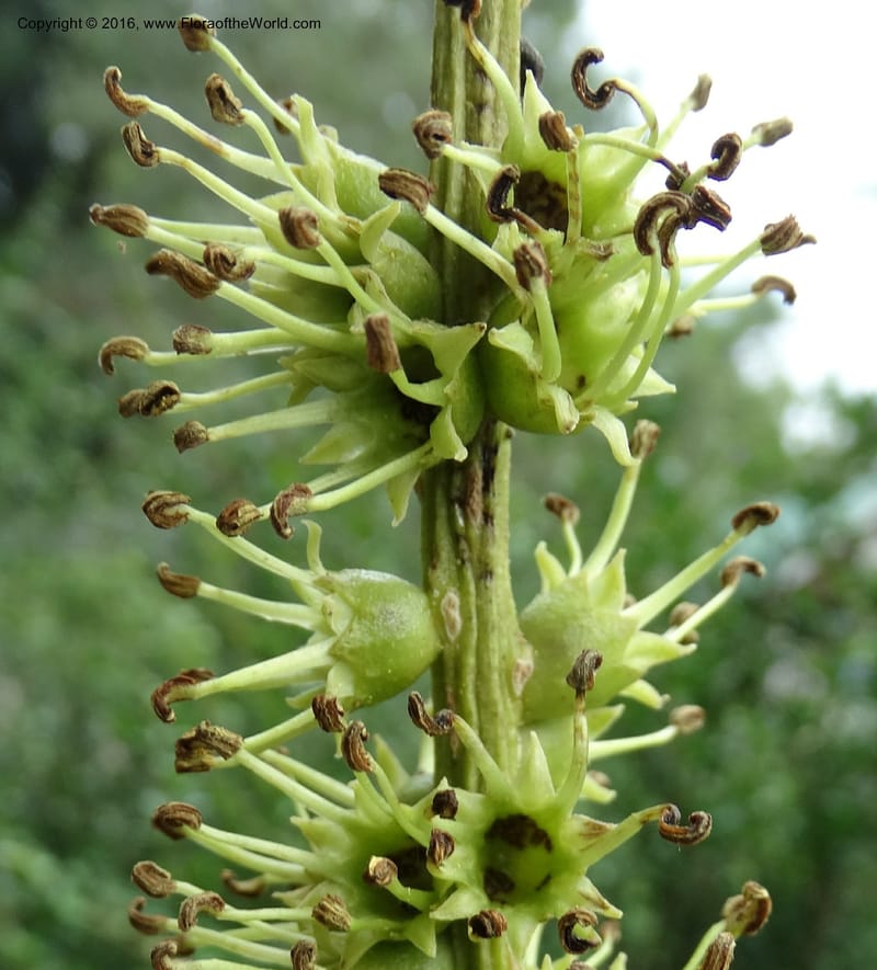 Octomeles sumatrana, Davidson, C 12682--Sabah. Danum Valley. 4 Oct 2014. DSC01741 (353).JPG