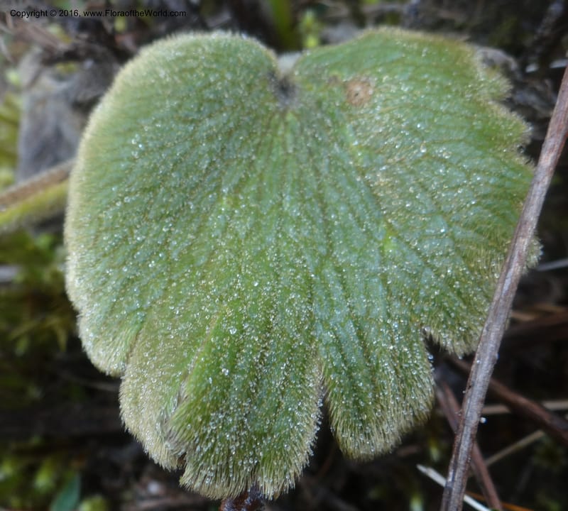 Ranunculus gusmannii, Ulloa, C 2335--Ecuador. Loja. Cerro Toledo. 30 Sep 2012. DSC05859 (113).JPG