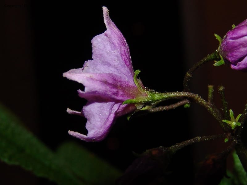 Solanum, Croat94724--Ecuador. Prov. Carchi. Rd Tulcan to El Chical. 16 Feb 05.  288.jpg