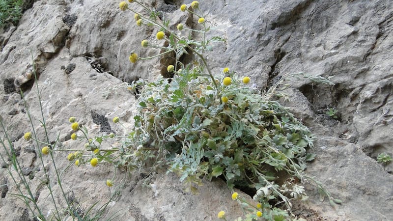 Matricaria, BE.10.8--Iraq. Kurdistan. Shakh-i Pira Magrun. Zewiya. 14 June 2010. 255 (8).jpg