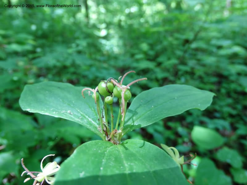 Medeola virginiana, Davidson, C 13047--South Carolina. Oconee Co. Brasstown Cr. 19 May 2015. DSC06413 (129).JPG