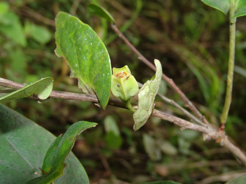 Macleania, Croat, T 94561--Ecuador. Prov. Pichincha. Tandayapa-Nono. 13 Feb 05. 129 (10).jpg