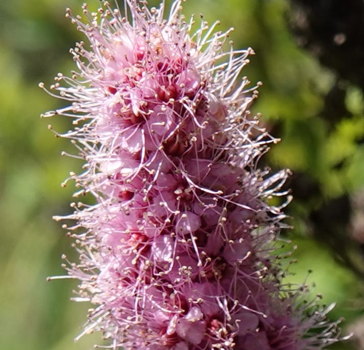 Spiraea douglasii var. menziesii, C. Davidson 13807--ID. Benewah Co. St. Joe R. Rd. Turtle Lake. 8 Jul 2018. DSC05829 (60).JPG