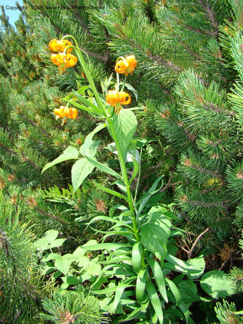 Lilium carniolicum, CDavidson11253--Slovenia. Gorenska Reg. Velika Planina. 6 Jul 08. 126.jpg