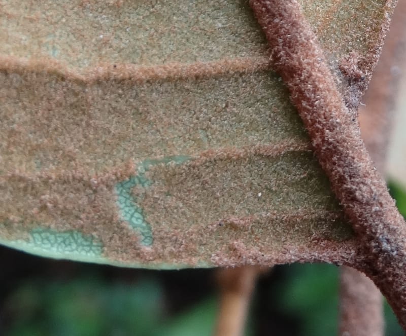 Storthocalyx sordidus, Callmander, M 1230--New Caledonia. Haute Robinson. 11 Nov. 2015. DSC00909 (71).JPG