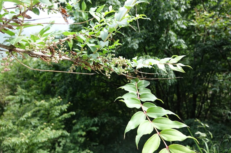Coriaria japonica, Tseng Yu-Hsin 1320--Taiwan. SW of Nanshan on highway 7. 20 May 2016. DSC03339 (169).JPG