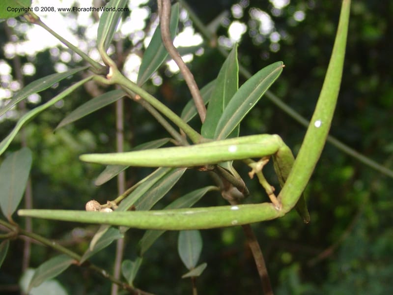 Secamone alpinii--So.Africa. Mpumal. Buffelskloof Private Nat. Res. 17 Mch 05. 138.jpg