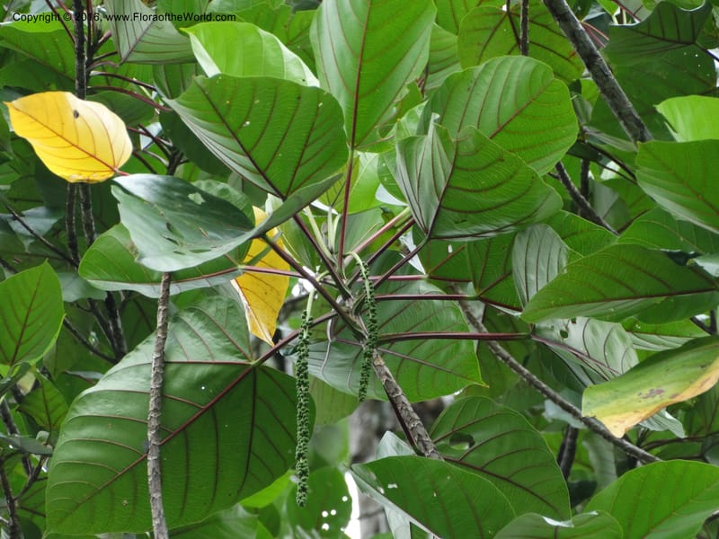 Octomeles sumatrana, Davidson, C 12682--Sabah. Danum Valley. 4 Oct 2014. DSC01741 (342).JPG