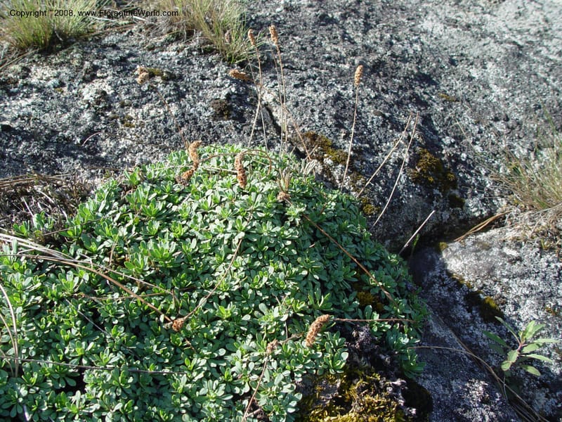 Petrophytum--ID. Idaho Co. Salmon R. Polly Bemis Ranch. 9 May 04. 089.jpg