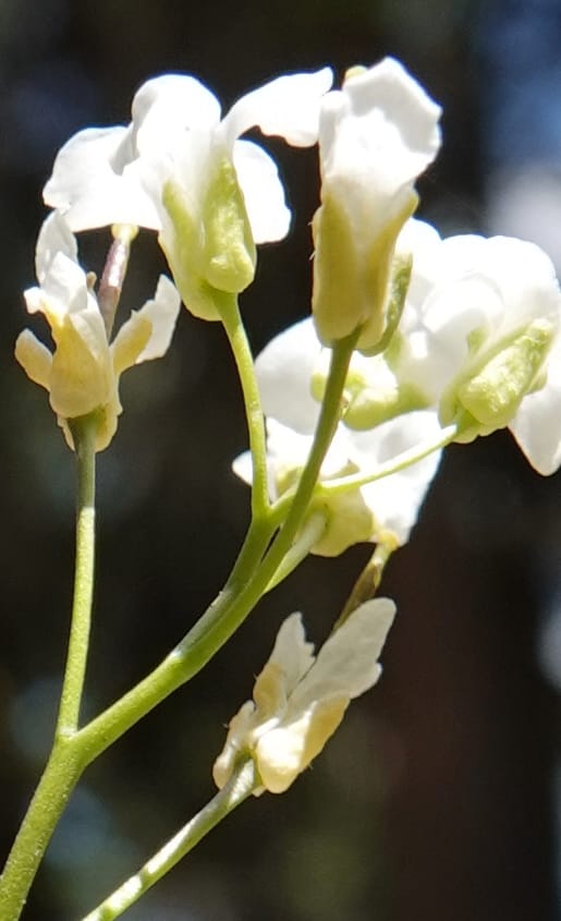 Arabis nuttallii, C. Davidson 14036--ID, Valley Co. Elkl Summit. 18 July 2019. DSC00995 (44).JPG