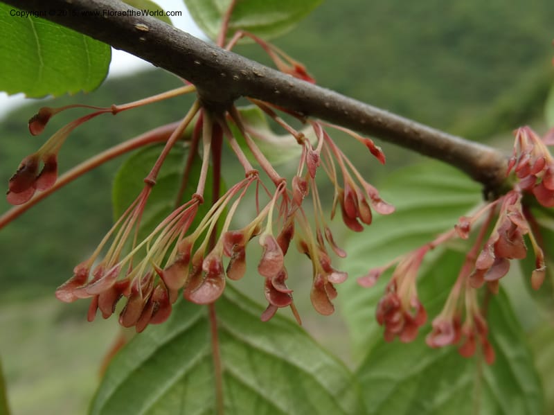 Euptelea pleiosperma, Boufford, D 43587--China. Sichuan. Tudiling Tunnel. 6 May 2014. DSC03860 (141).JPG
