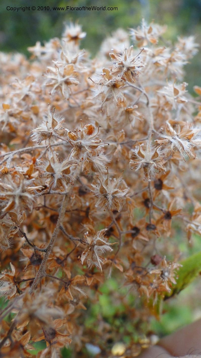 Holodiscus discolor, C. Davidson 11817--OR. Hood River Co. Old Dalles Rd., 2 mi E of E. Side Dr. 10 Sep 10. 001 (140).jpg