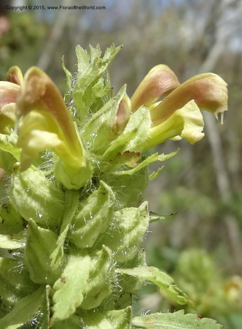 Pedicularis canadensis, Davidson, C 12963--North Carolina. Trans. Co. NC 215 and BRP. 12 May 2015. DSC04292 (49).JPG
