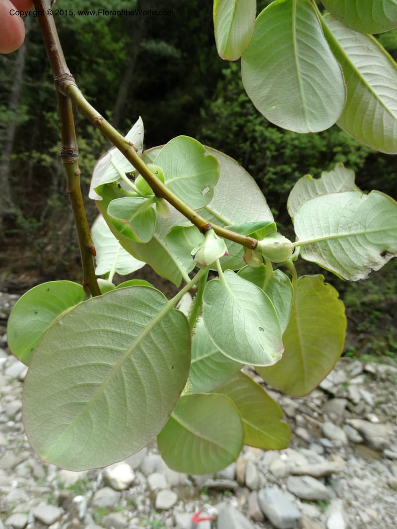 Salix, Boufford, D 43739--China. Sichuan. XinZhaZi Gou. 14 May 2014. DSC06426 (47).JPG